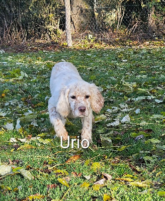 Urio